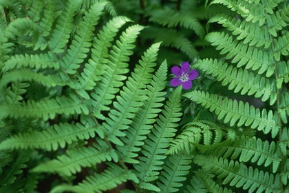 Géranium des bois; Geranium silvaticum