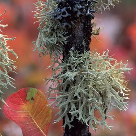 Sumac et lichen