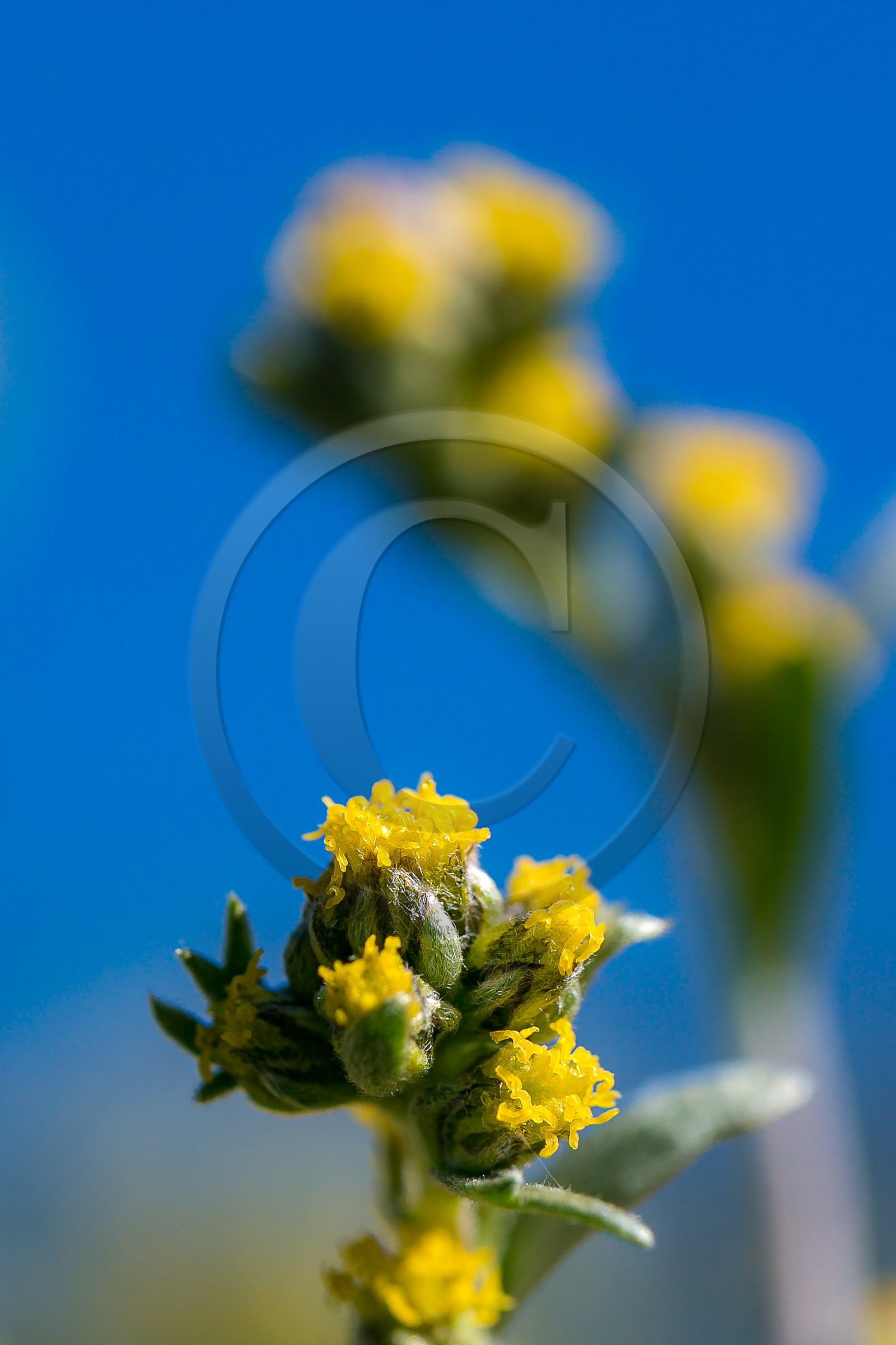 Bruno Gonnon, cultivateur de génépi bio