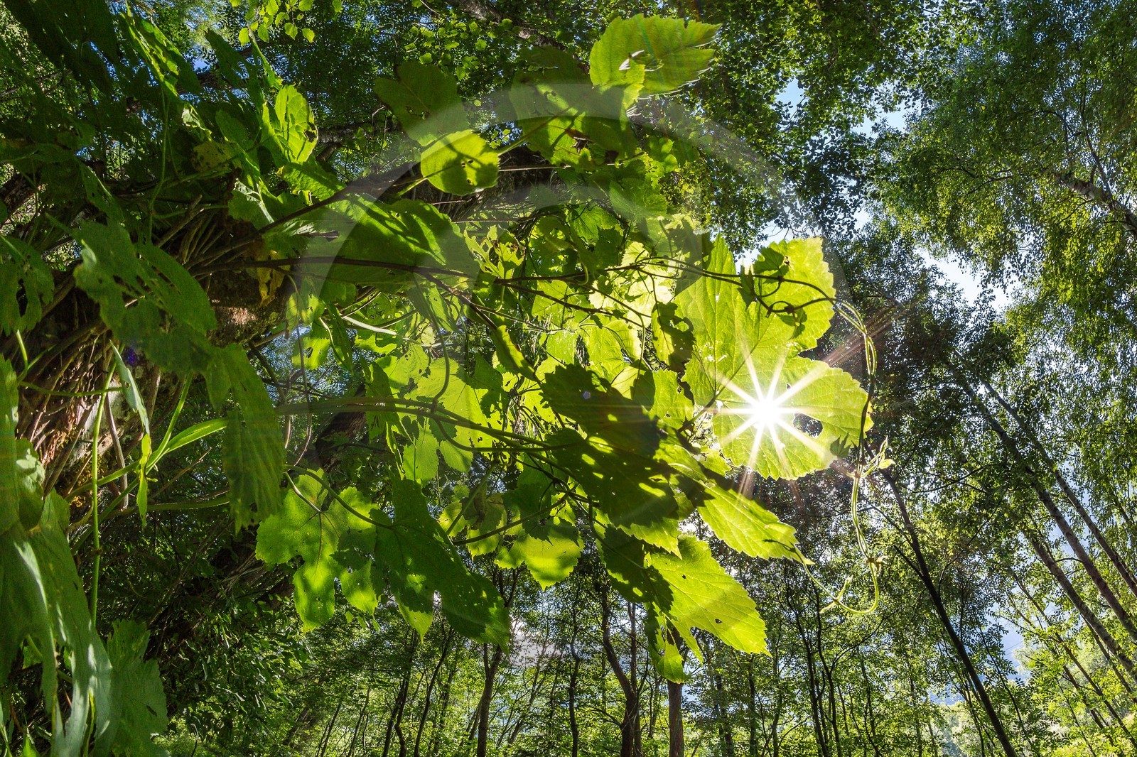 ENS de l'Isère, Vieille morte de Bourg d'Oisans