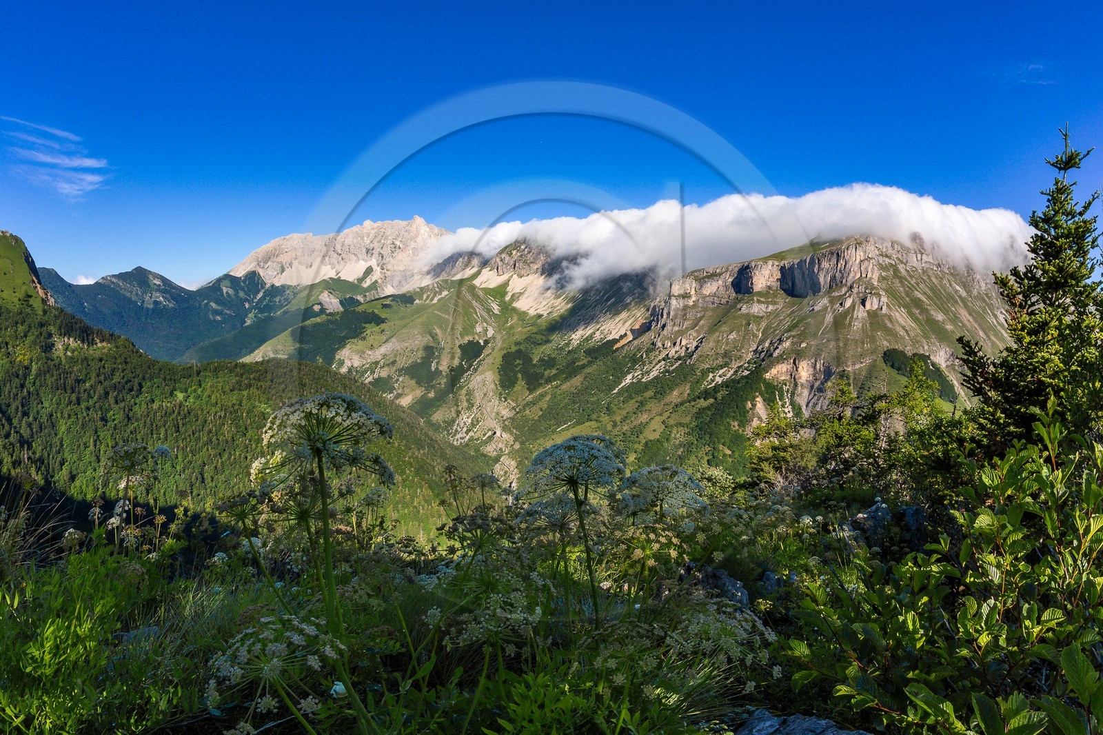 Bois du Chapitre, forêt domaniale de Gap-Chaudun
