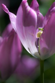 Tulipe de Guillestre, Tulipa platystigma