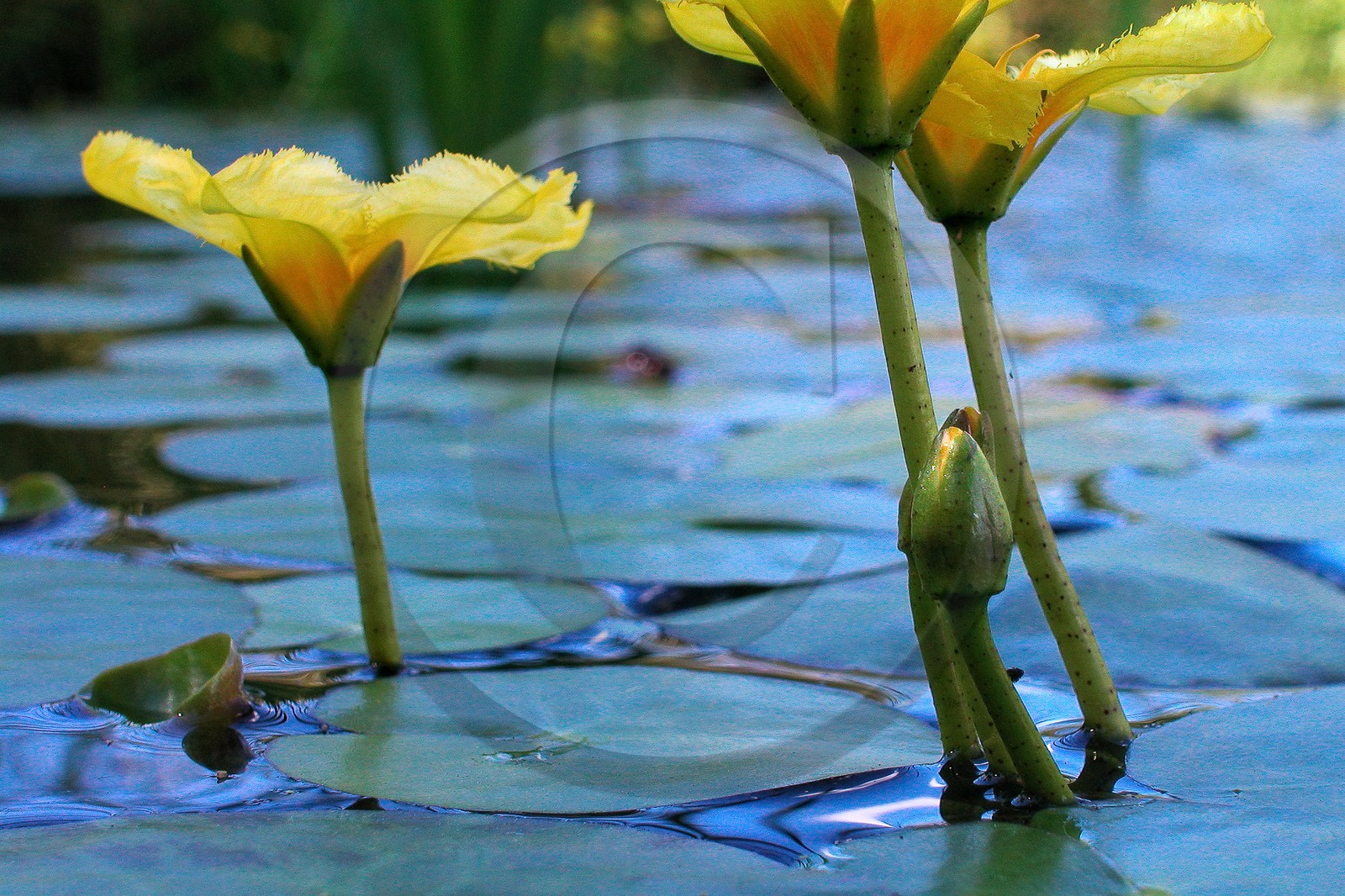 Nénuphar Jaune,  Nuphar lutea