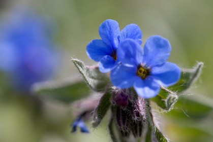 Orcanette des teinturiers, Alkanna tinctoria