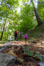 Camoglieres, sentier des cyclamens
