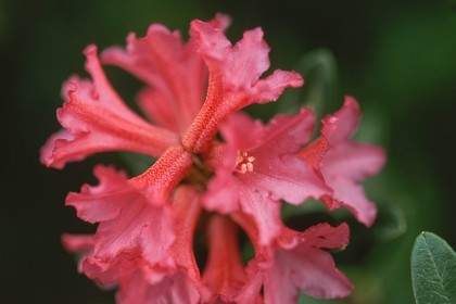 Rhododendron ferrugineux, Laurier rose des Alpes, Rhododendron ferrugineum