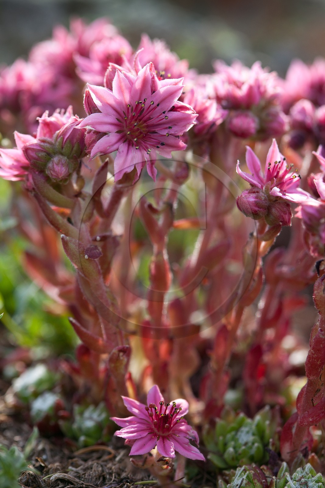Joubarbe à toile d'araignée, Sempervivum arachnoideum