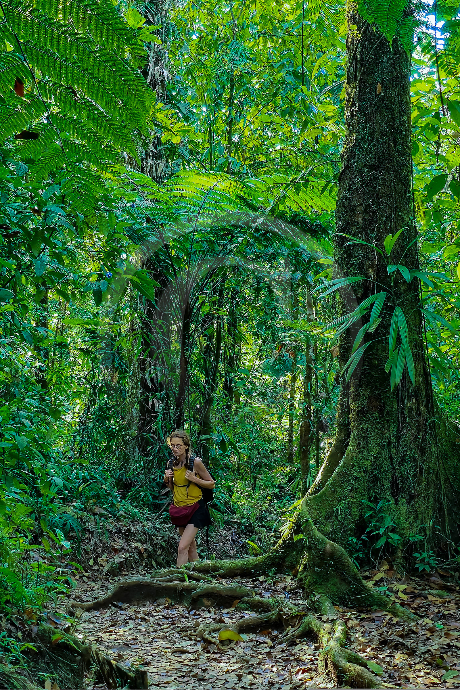Forêt tropicale, Parc national de la Guadeloupe