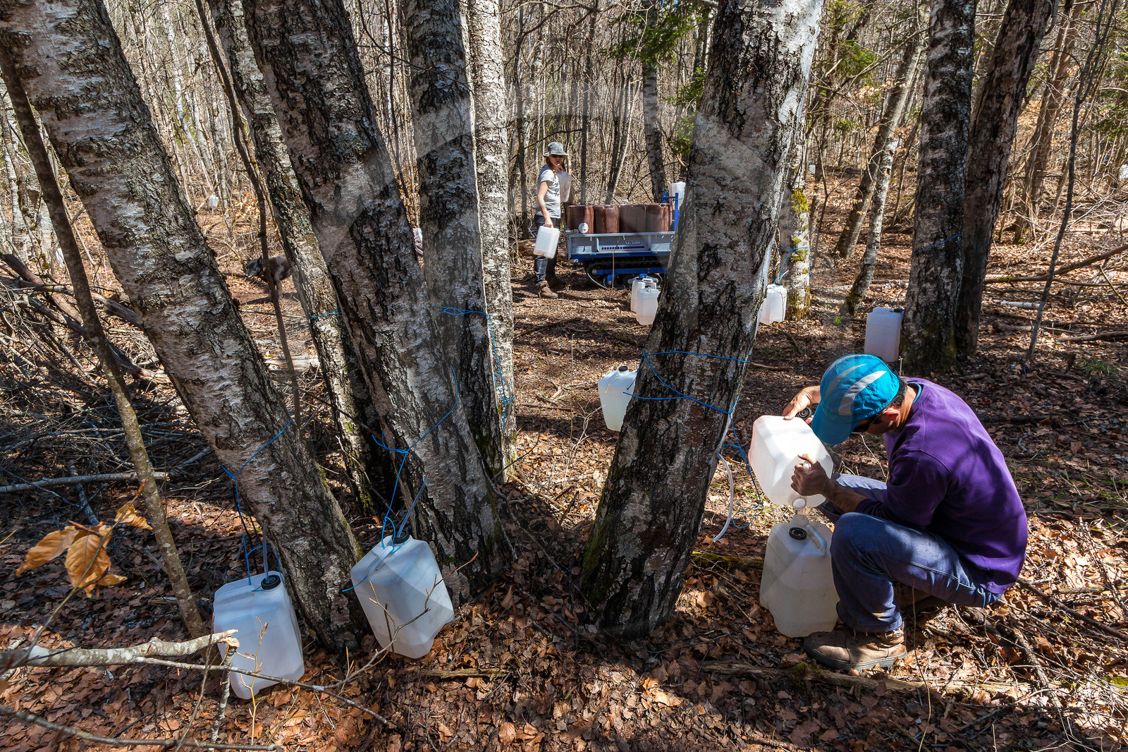 Récolte de sève de bouleau