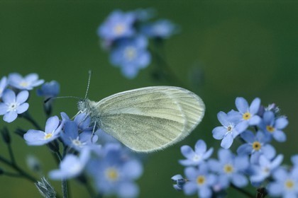 Papillon, Piéride du navet, Pieris napi