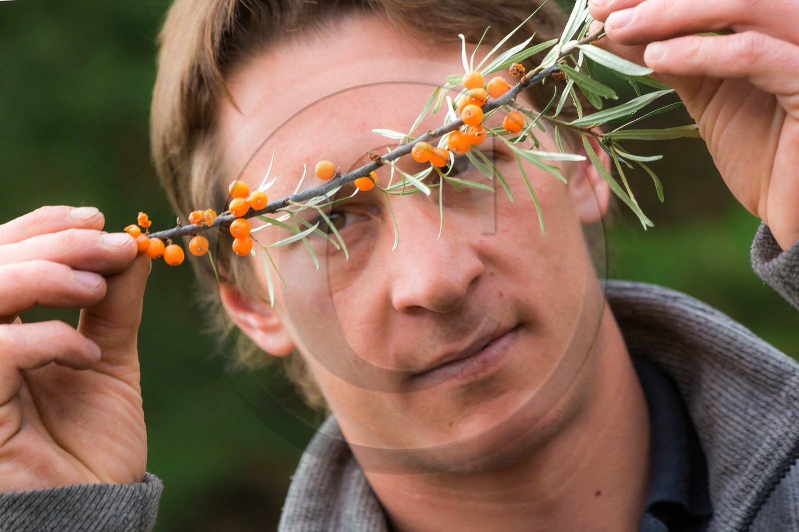 David Viveau agriculteur, producteur de baies d'argousier