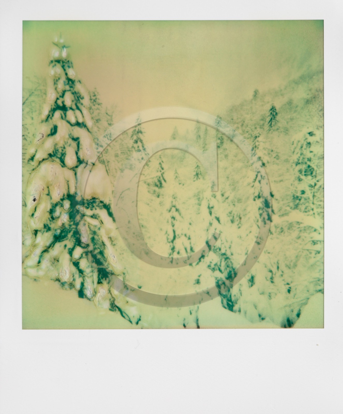 Exposition Arbres et petites forêts, éloge de la biodiversité