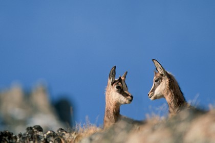 Chamois, Rupicapra rupicapra