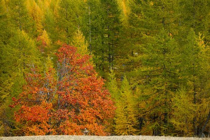 Mélézein à l'automne