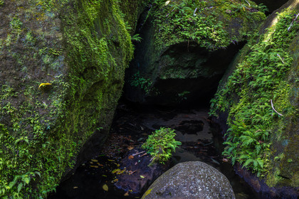 Forêt tropicale, Parc national de la Guadeloupe