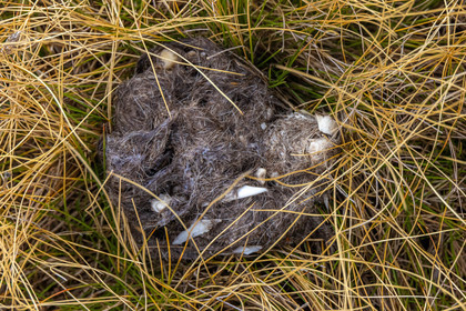 Crotte de loup