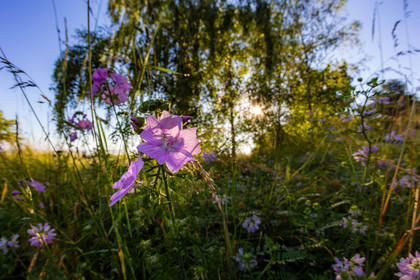 Les jardins de l'eau du Pré Curieux