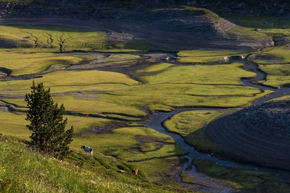 alpages du lac du Mont-Cenis