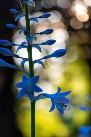 Les jardins de l'eau du Pré Curieux