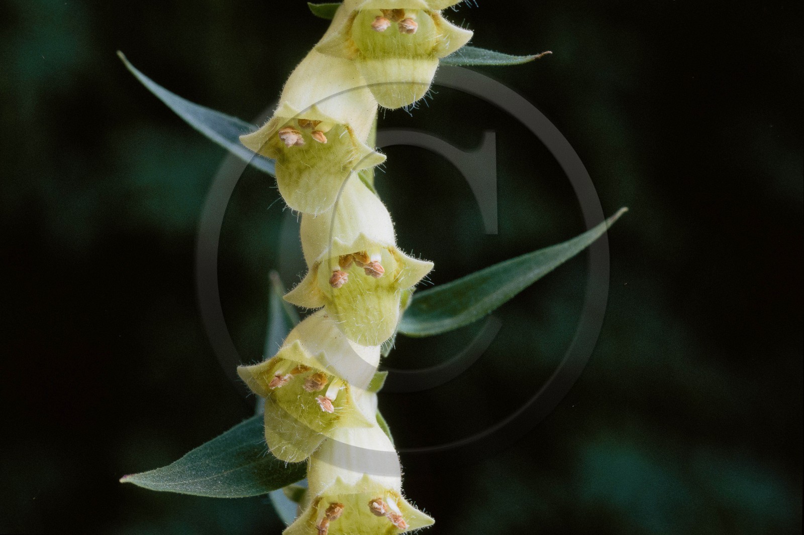 Digitale Jaune, Digitalis lutea