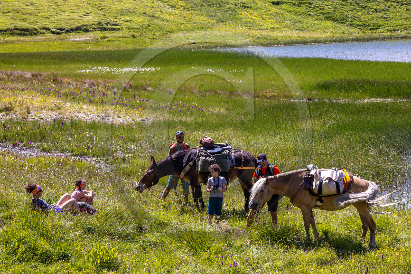 Trek famille avec animaux de bats