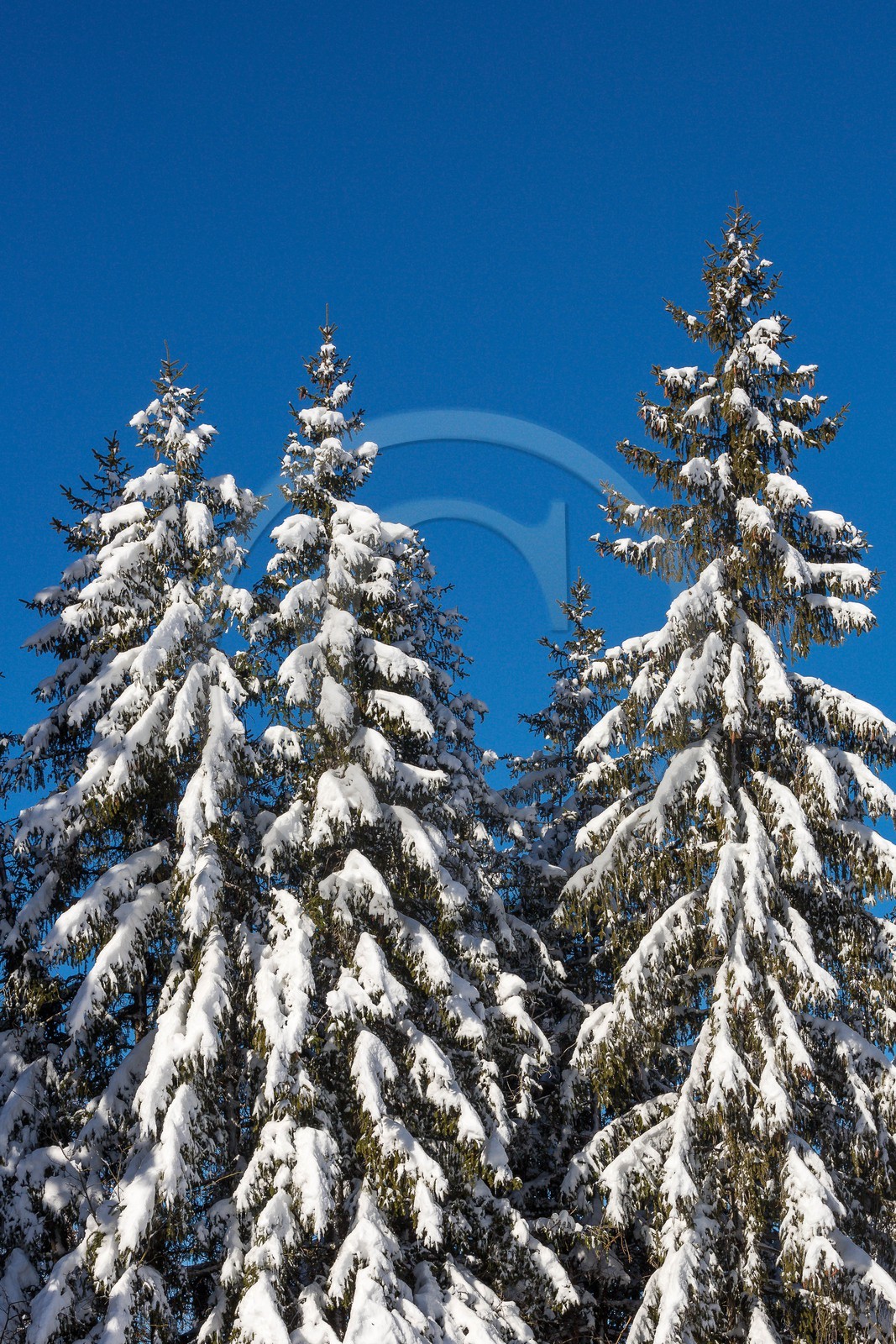 Uvernet-Fours, station de ski de Praloup, forêt de sapins et mélèzes