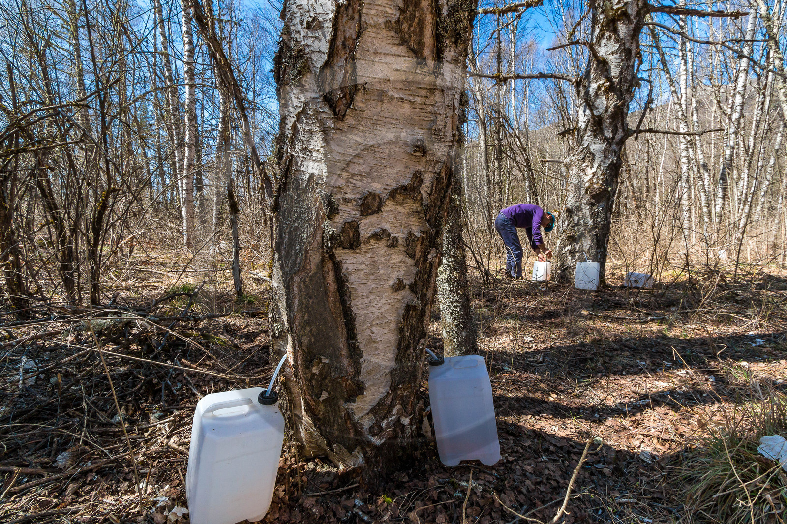 Récolte de sève de bouleau