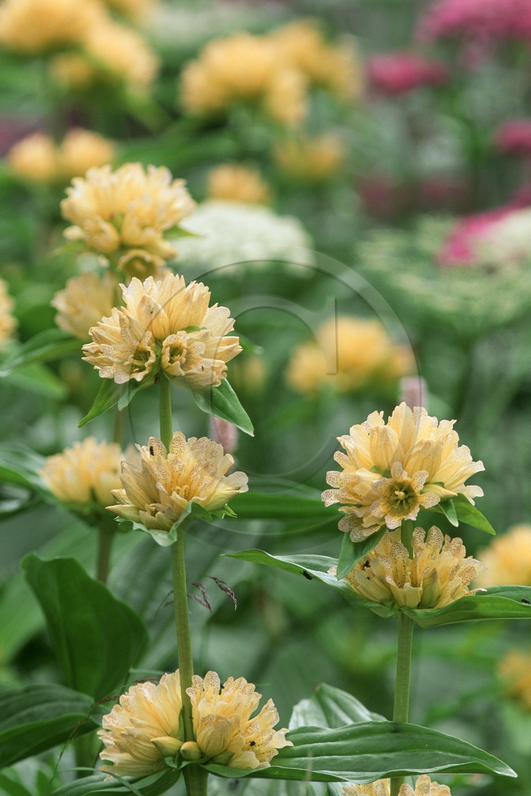 Gentiane ponctuée, Gentiana punctata