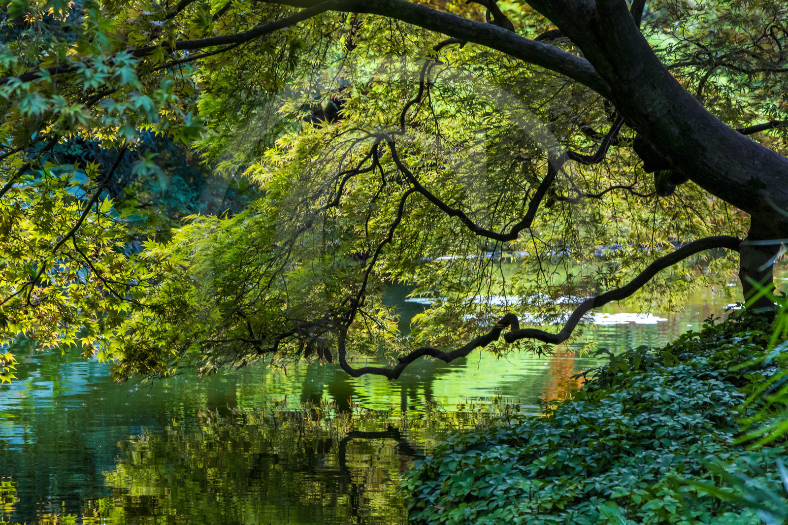Bellagio, Villa Melzi