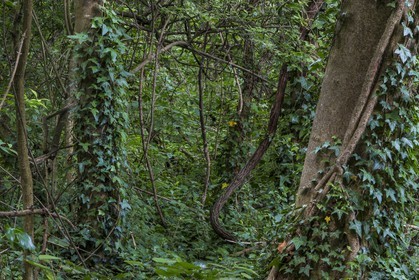 ENS de l'Isère, bois de la Bâtie