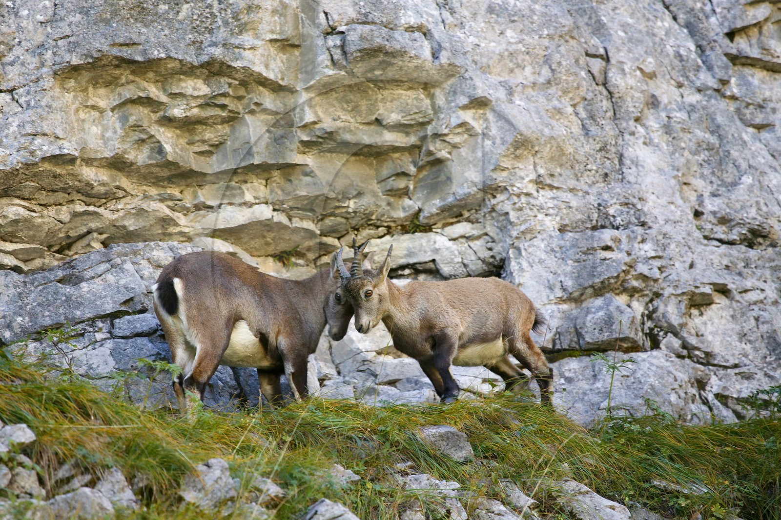 Bouquetin, ou bouquetin des Alpes (Capra ibex)