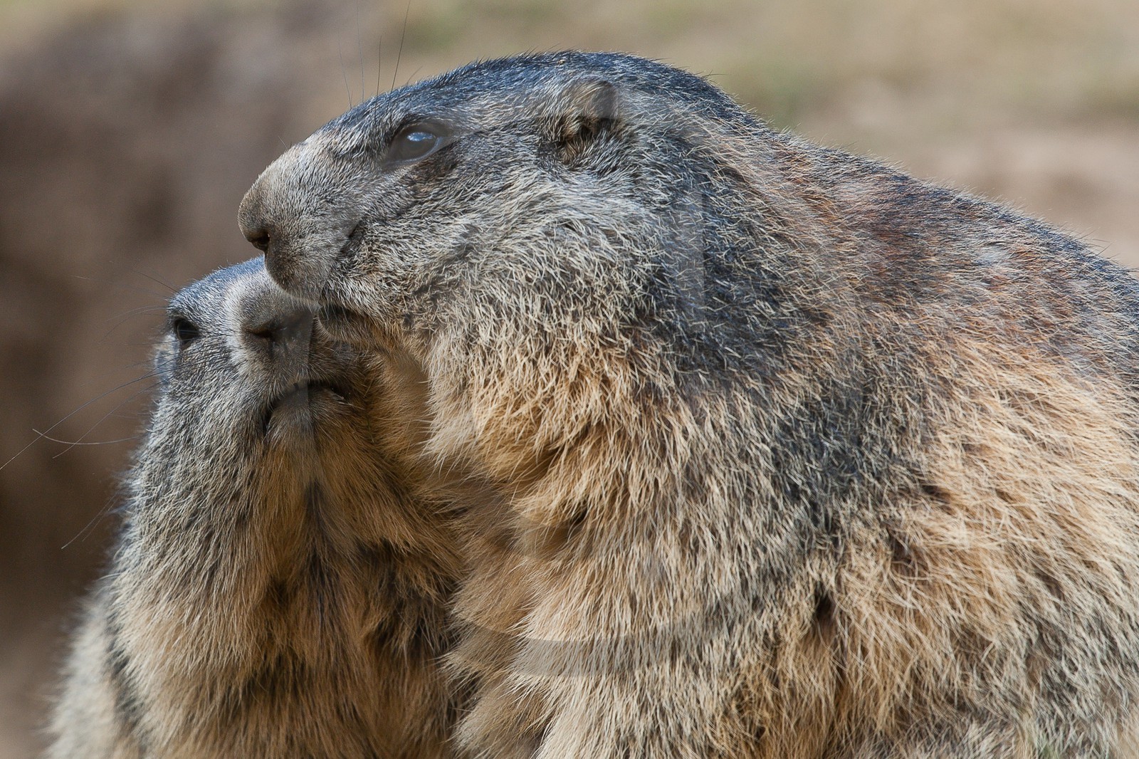 Marmotte des Alpes ( Marmota marmota )