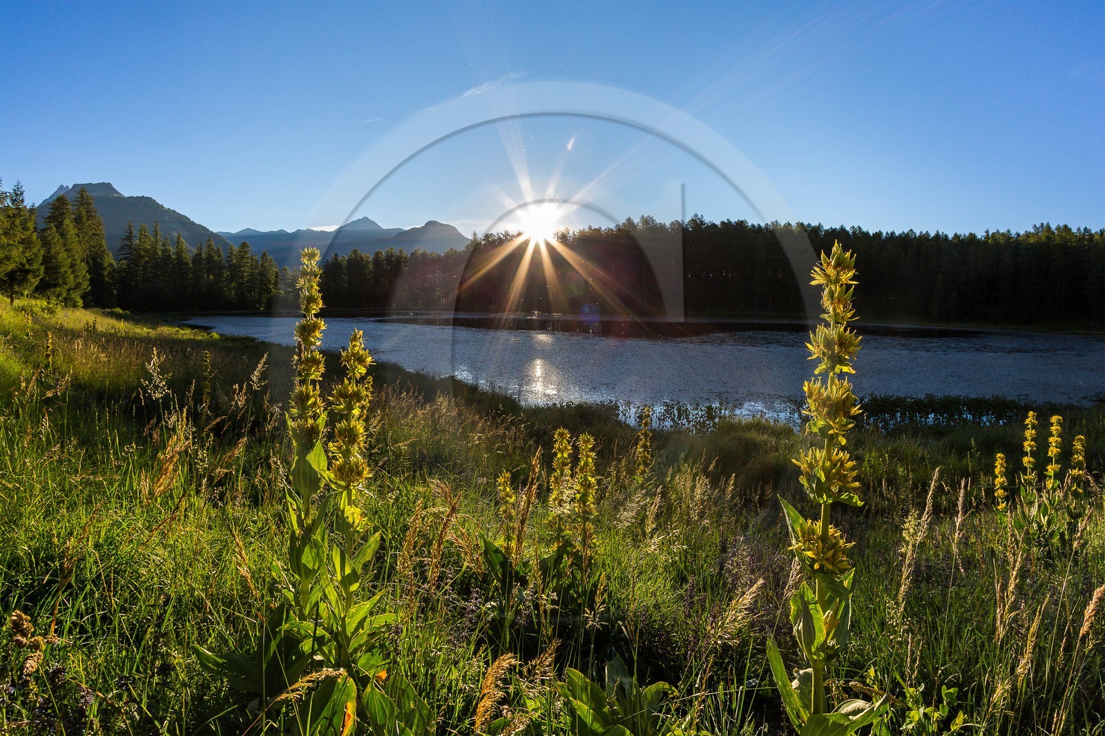 Parc naturel régional du Queyras, lac de Roue, gentiane jaune, Gentiana lutea