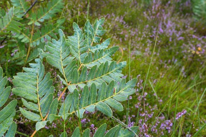ENS de l'Isère, Tourbière des Planchettes, Osmonde royale (Osmunda regalis)
