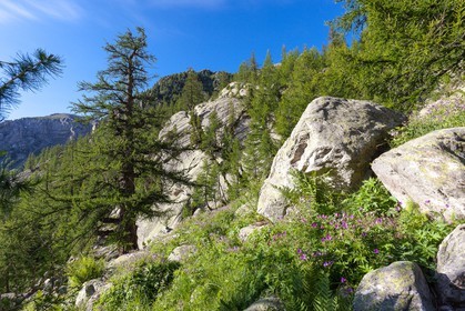 Géranium des bois; Geranium silvaticum