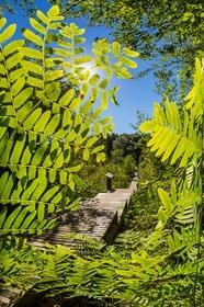 ENS de l'Isère, Tourbière des Planchettes, Osmonde royale (Osmunda regalis)
