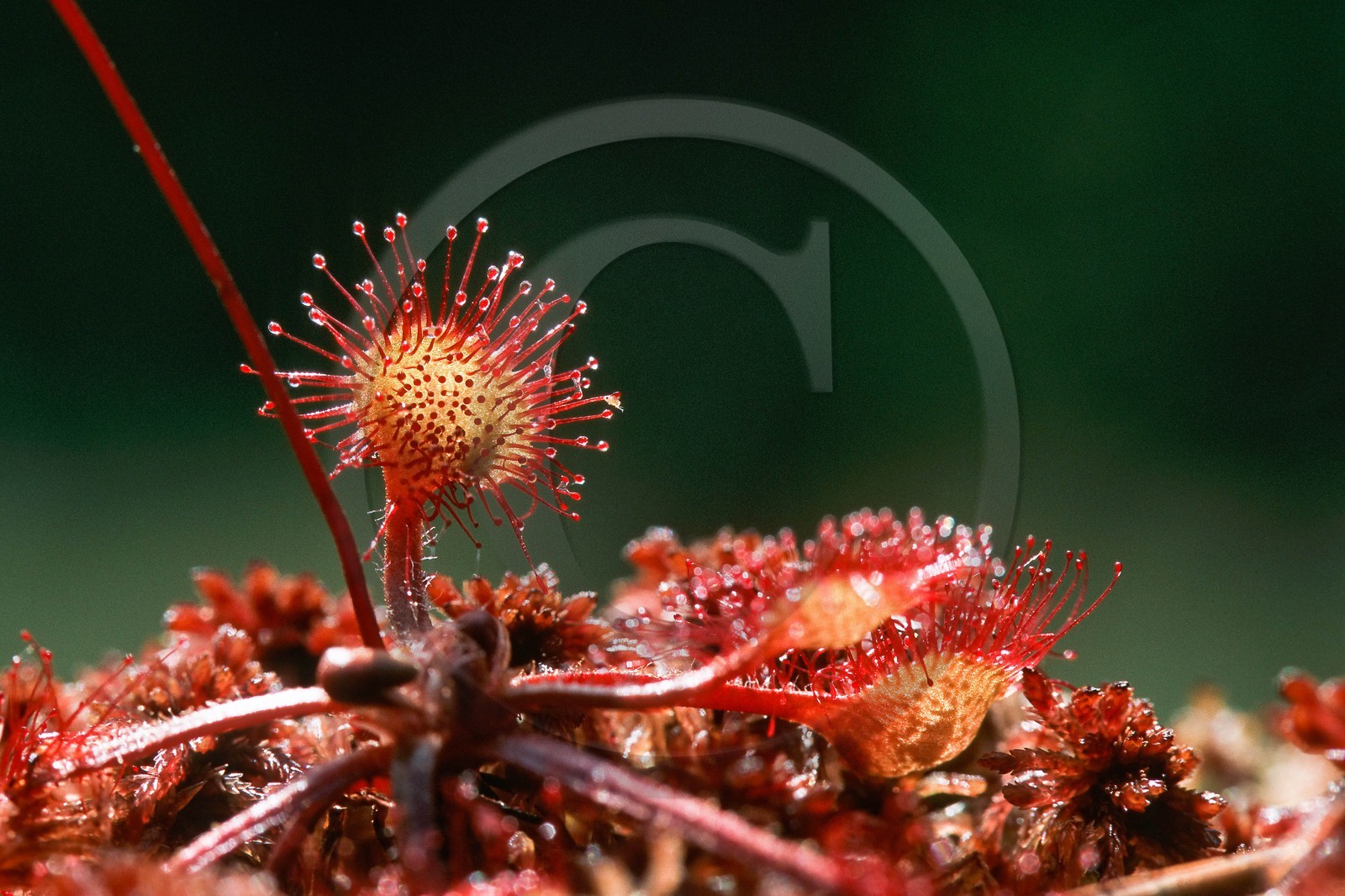 Droséra à feuilles rondes, Drosera rotundifolia