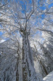 ENS de l'Isère, Les Ecouges