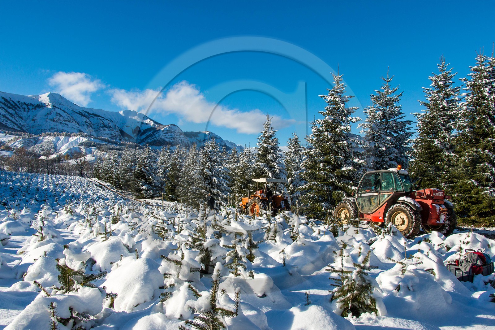 Pépinière Robin, producteur de sapin de Noël