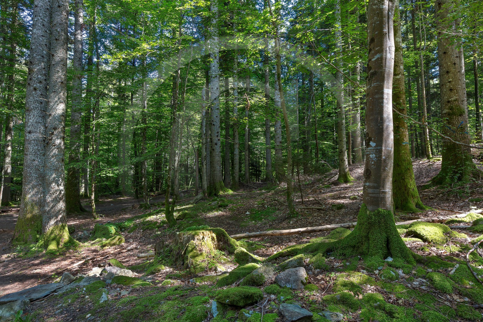 ENS de l'Isère,Tourbières du Peuil