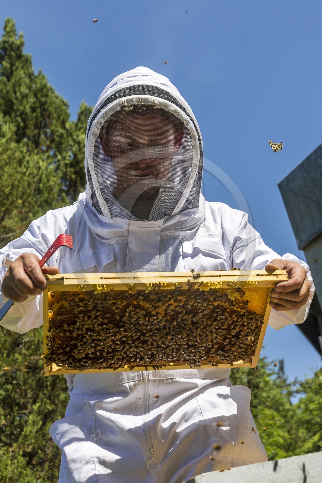 Mathieu Picavet, apiculteur