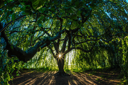 Les jardins de l'eau du Pré Curieux