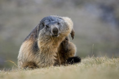 Marmotte des Alpes ( Marmota marmota )