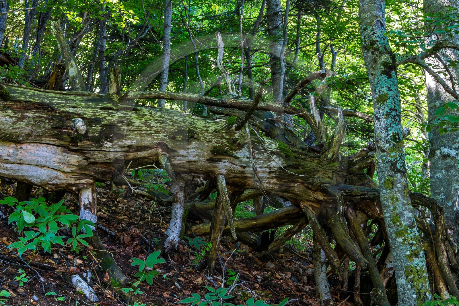 Bois du Chapitre, forêt domaniale de Gap-Chaudun
