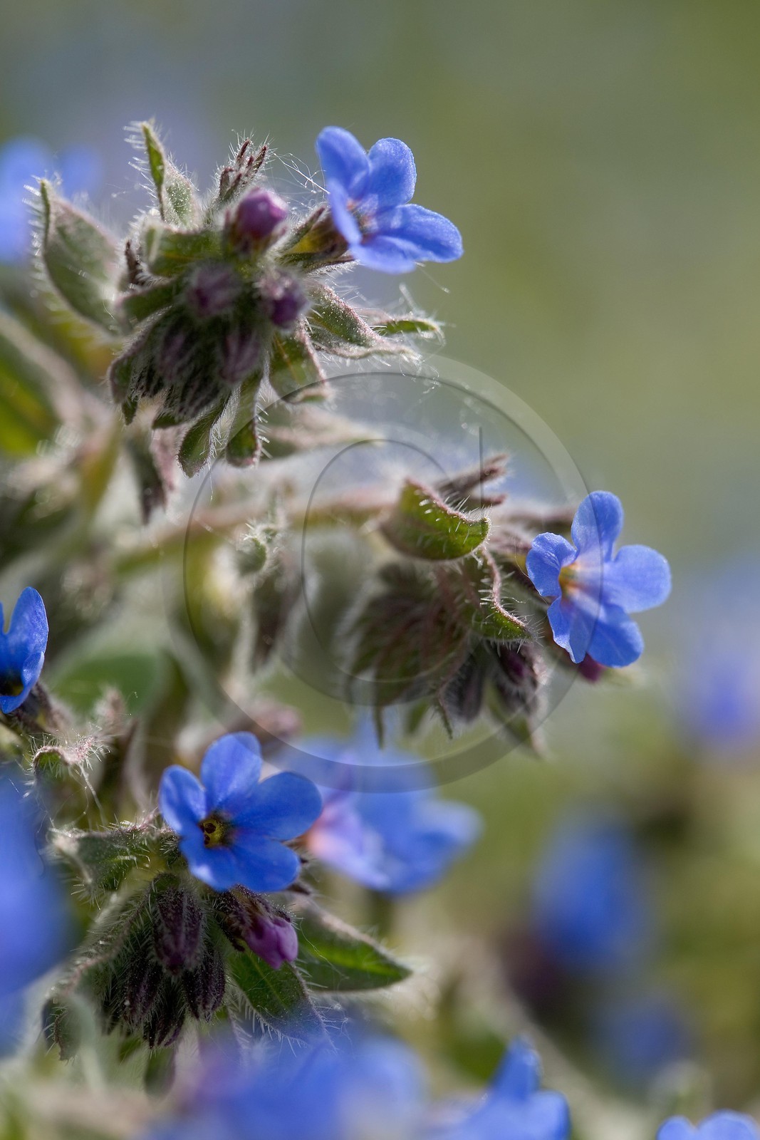 Orcanette des teinturiers, Alkanna tinctoria