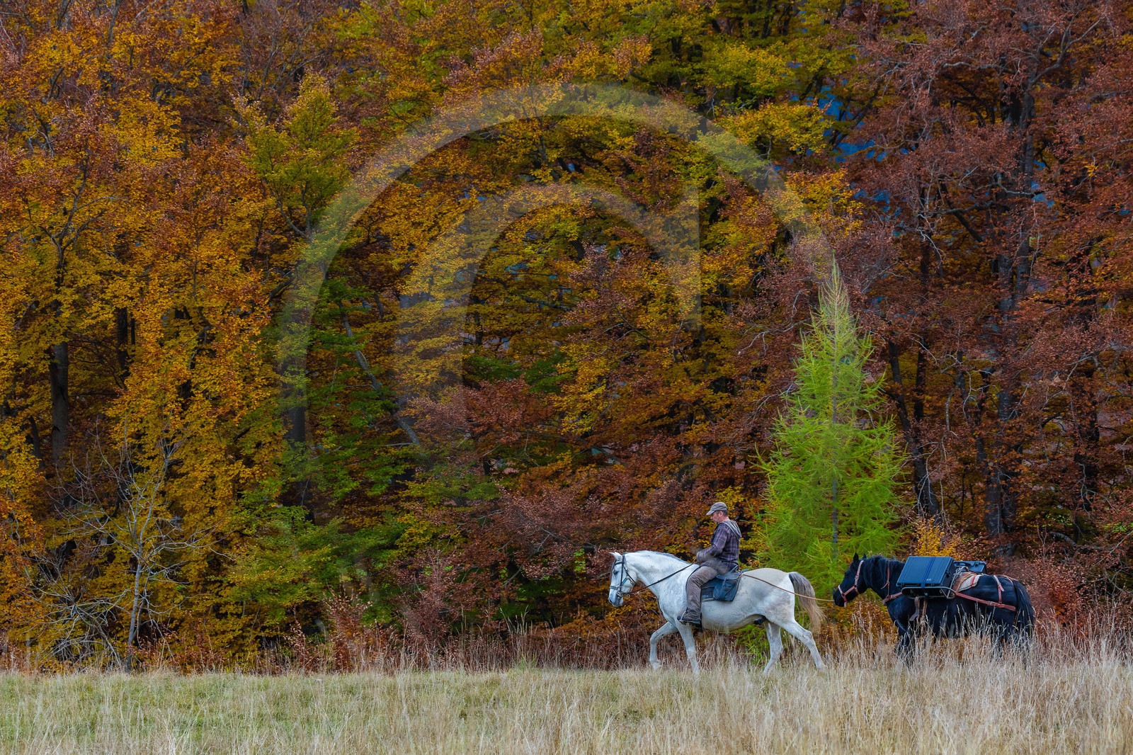 Film : La vallée des loups