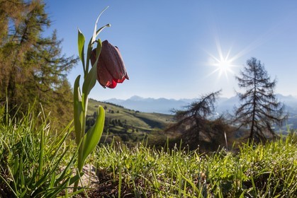 Fritillaire du Dauphiné , Fritillaria tubiformis