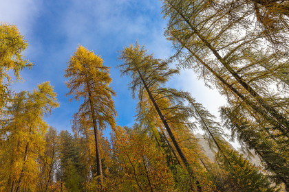 Mélézein à l'automne