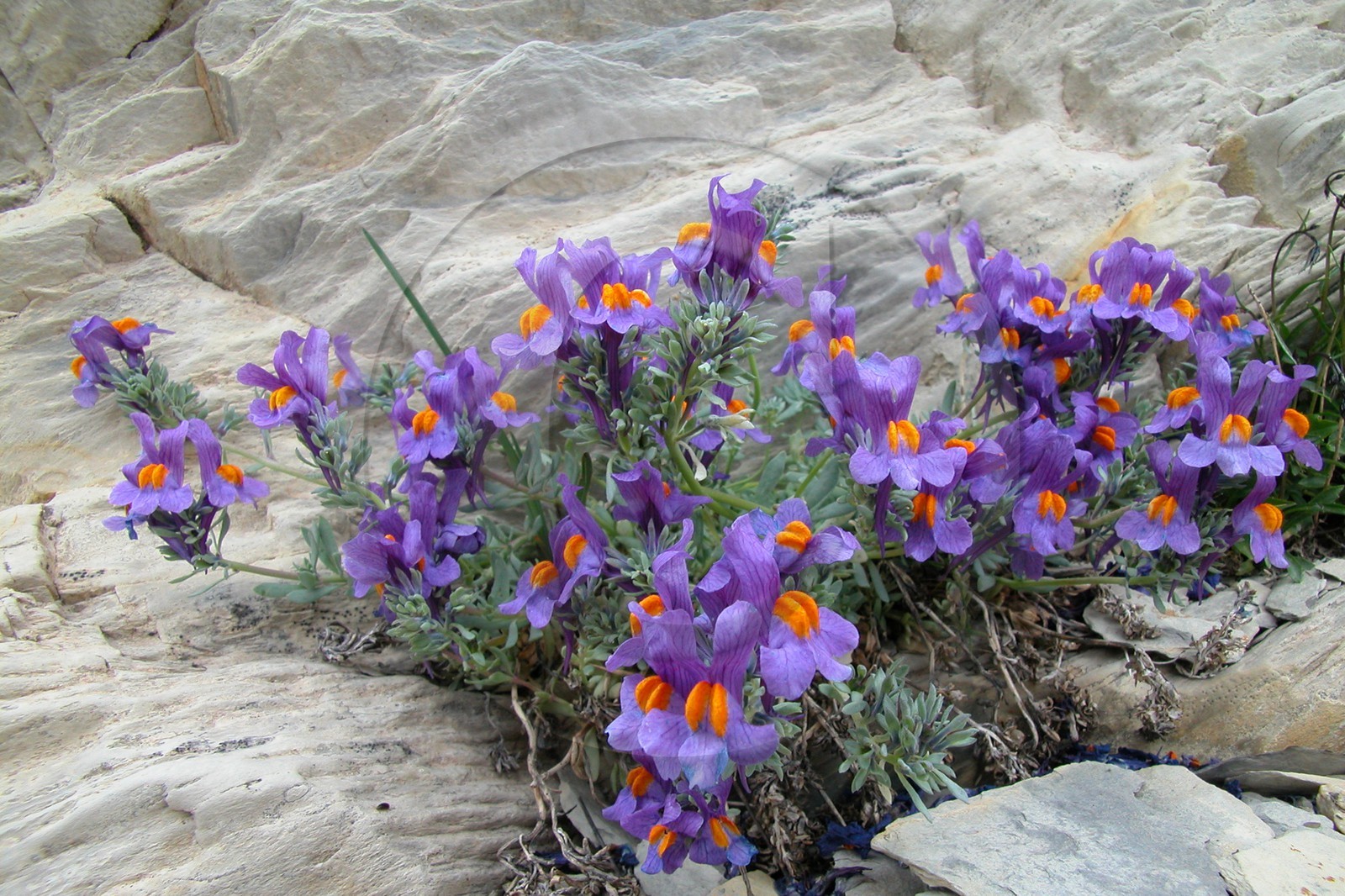 Linaire des Alpes, Linaria alpina