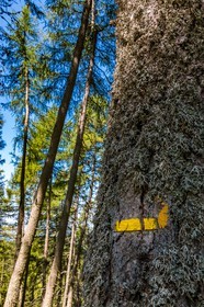 Les Monges, forêt domaniale des Monges